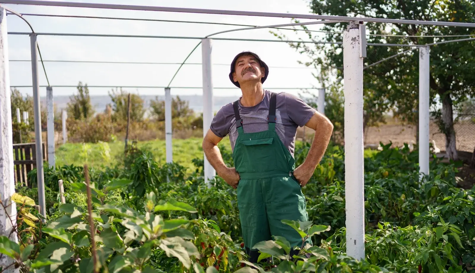 Honza, Gardener